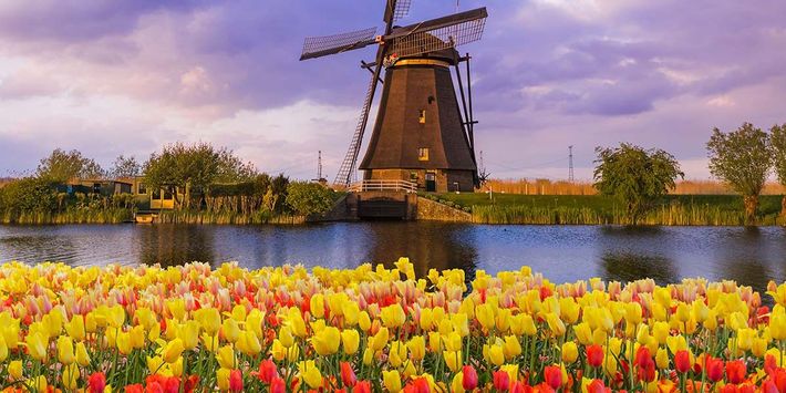 Erleben Sie die Tulpenblüte auf der Flusskreuzfahrt mit der »MS Dutch Grace« von Düsseldorf nach Haarlem, Dordrecht, Wijk bij Duurstede, Arnheim und zurück nach Düsseldorf. | Foto: Nikolai-Sorokin/AdobeStock