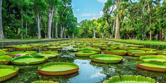 Botanischer Garten von Pamplemousses – Riesenseerosen auf Mauritius Riesenseerosen im Botanischen Garten von Pamplemousses auf Mauritius, umgeben von tropischen Bäumen und Wasserbecken